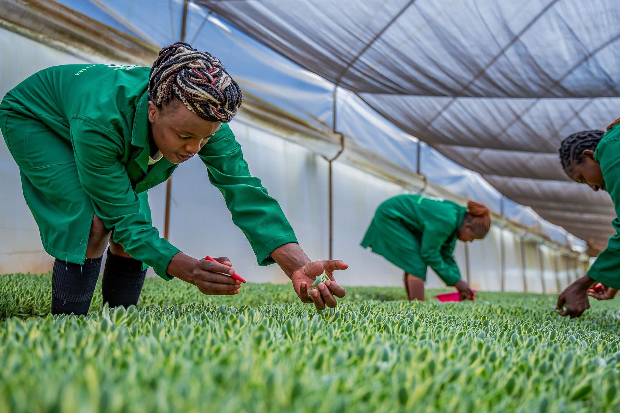 Lathyflora's greenhouse