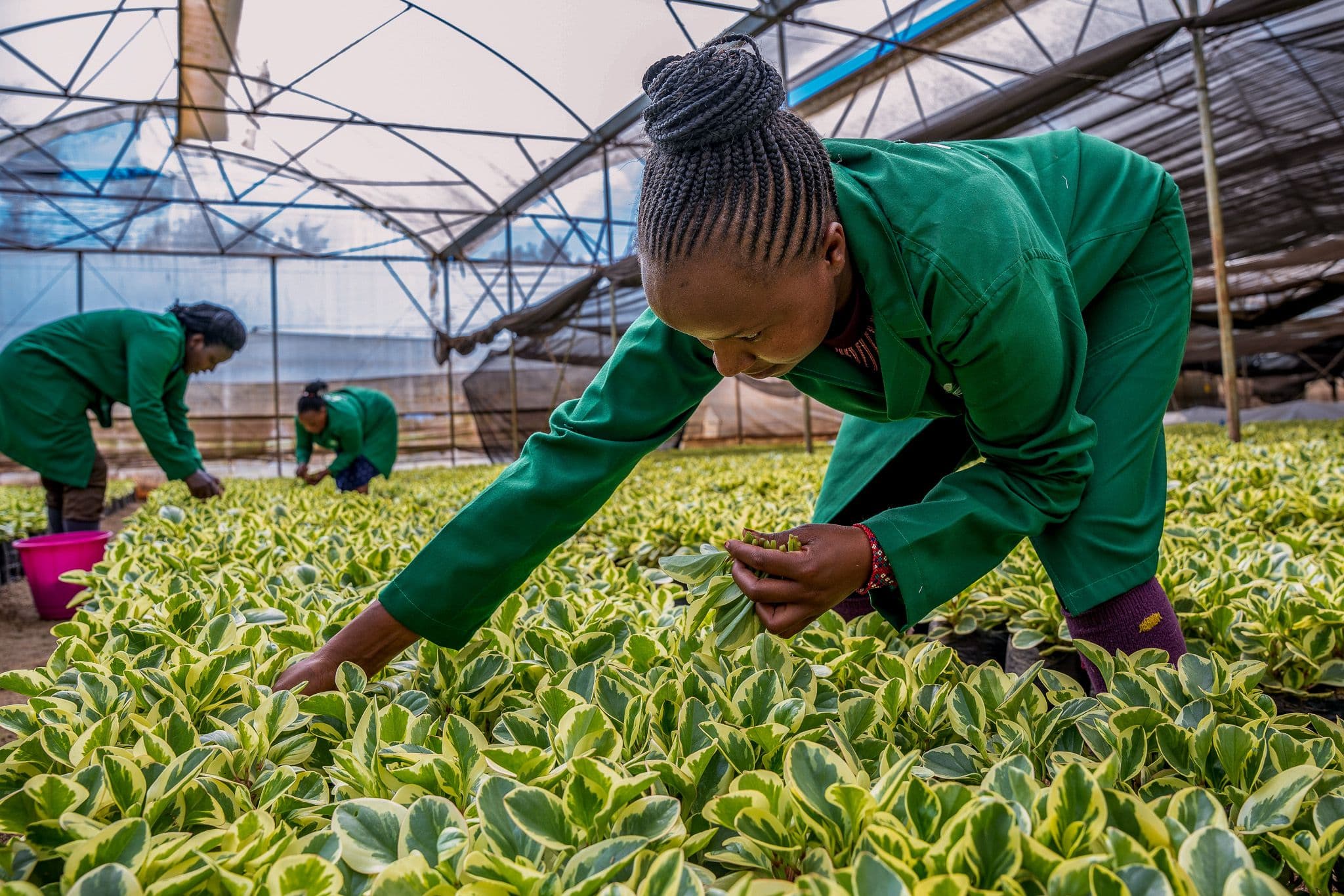 Inside the Lathyflora nursery in Redhill, Kenya